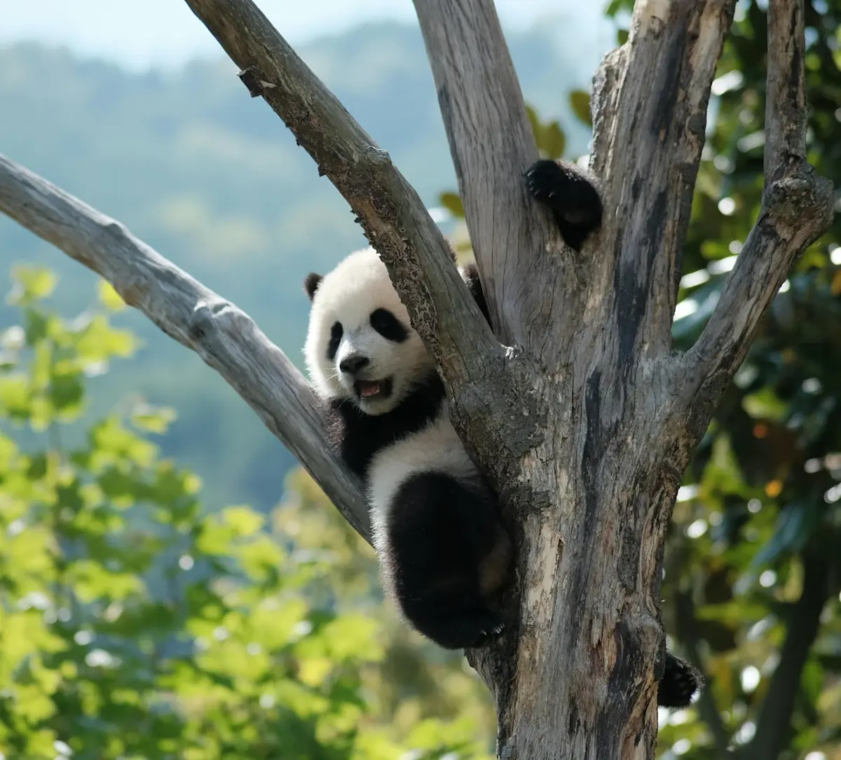 Panda China