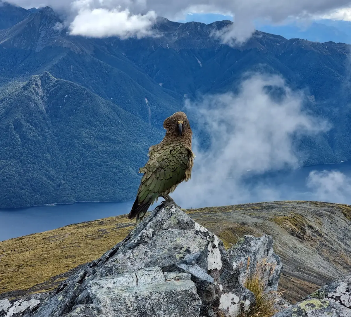 kea-op-rotsblok-bij-bergmeer &middot; new-zealand-north-to-south