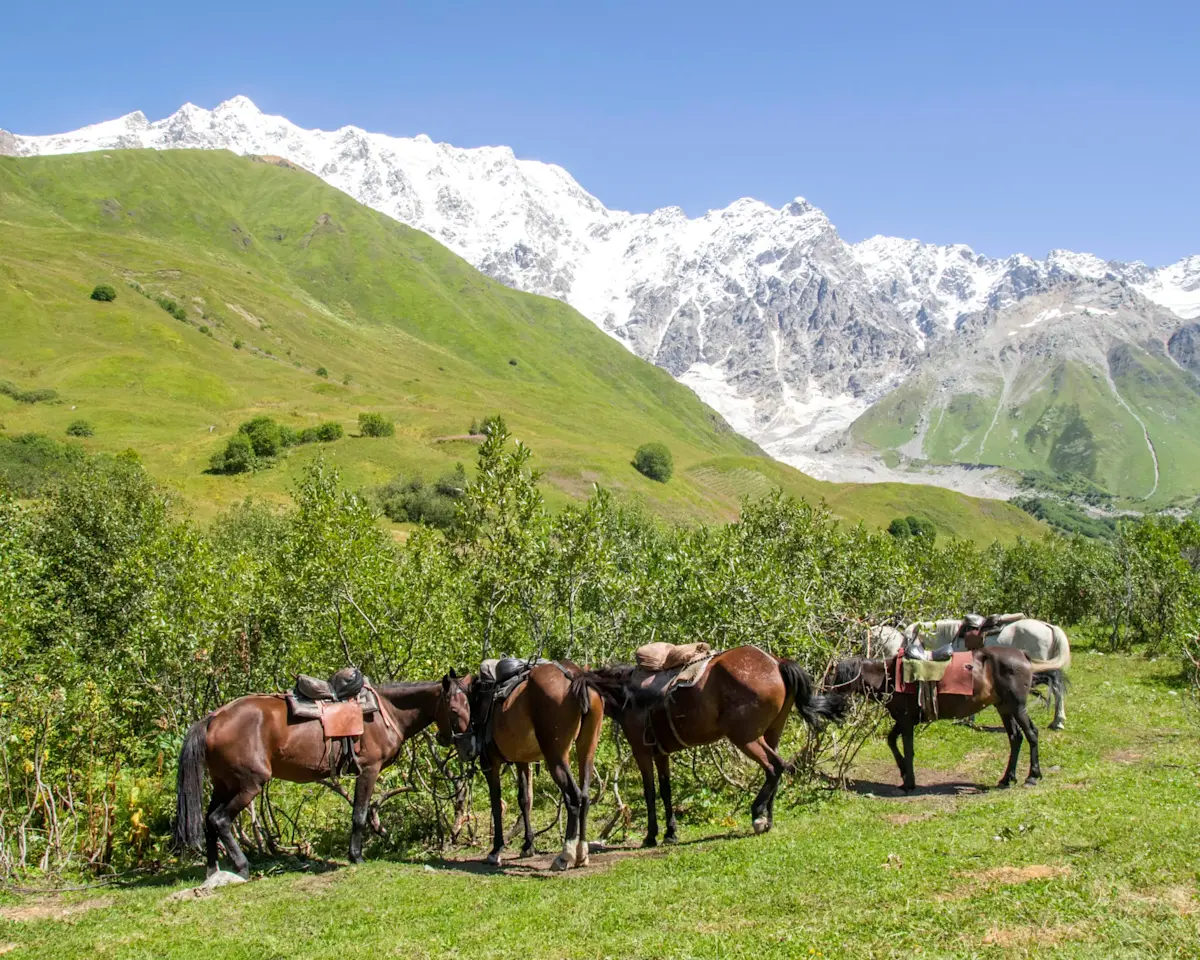 Paarden trekttocht, kirgizie