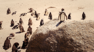 Spot indrukwekkende wildlife: van pinguïns en apen tot zeehonden en walvissen