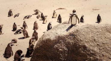 Spot indrukwekkende wildlife: van pinguïns en apen tot zeehonden en walvissen