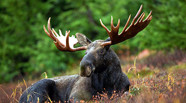 Ga in de bossen op elandensafari