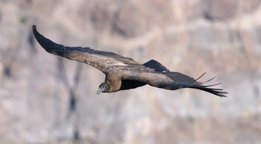 Machtige condors in Colca Canyon