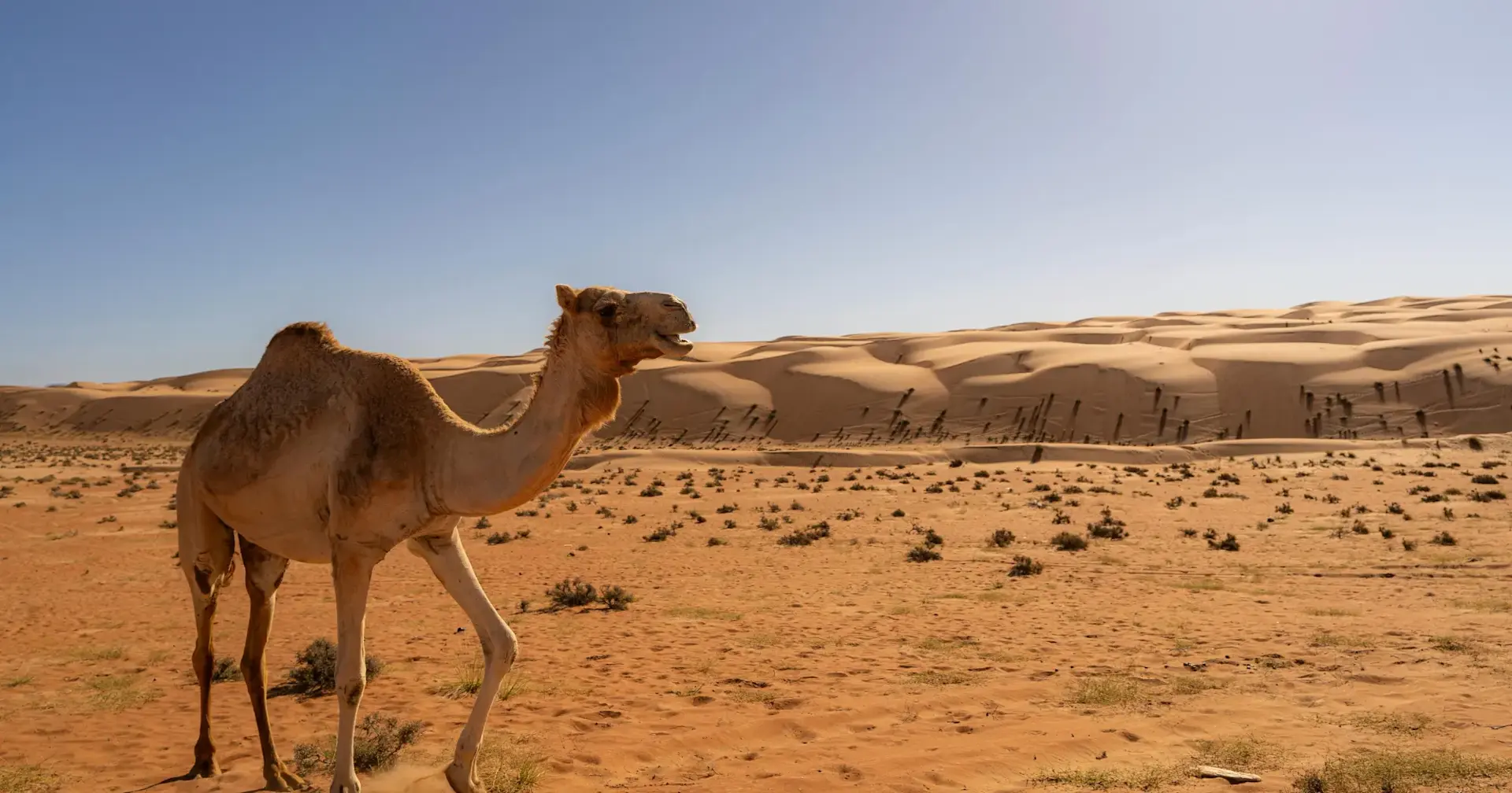 banner afbeelding over Groepsreis Oman