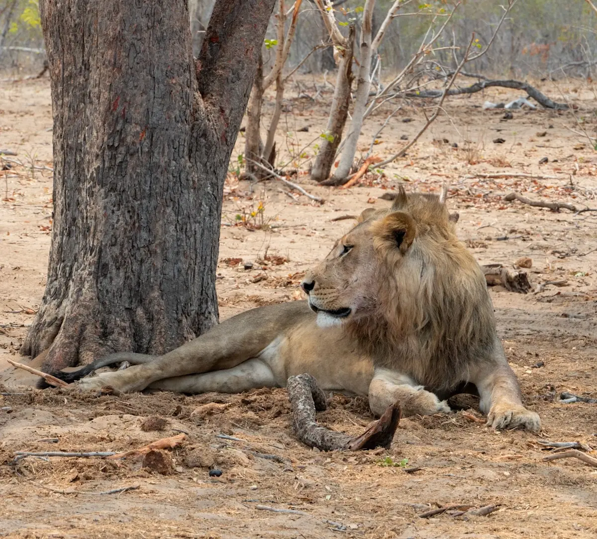 leeuw-rust-onder-baobabboom &middot; namibia-botswana-en-victoria-falls