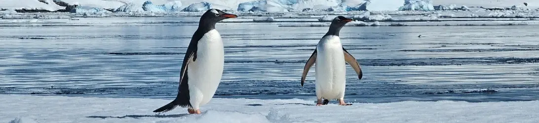 Pinguins in Antarctica 