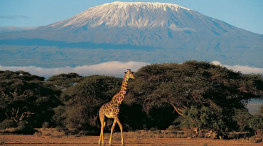 Bewonder de Kilimanjaro vanuit Moshi