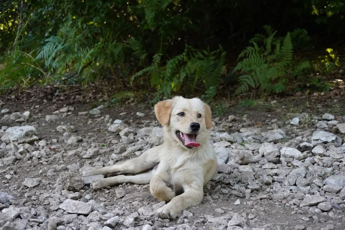 Foto 2 afdaling naar Valbona Albani&euml;