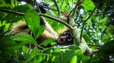 Ga op zoek naar wildlife in Tortuguero National Park
