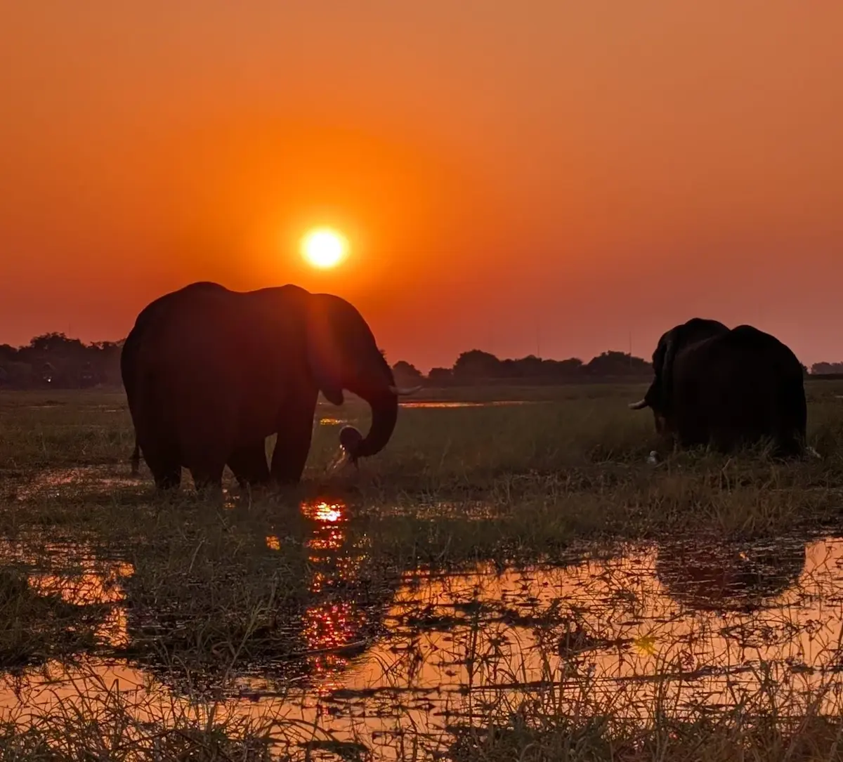olifanten-waden-door-water-bij-zonsondergang &middot; namibia-botswana-en-victoria-falls