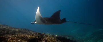 HAW TripProgram Manta