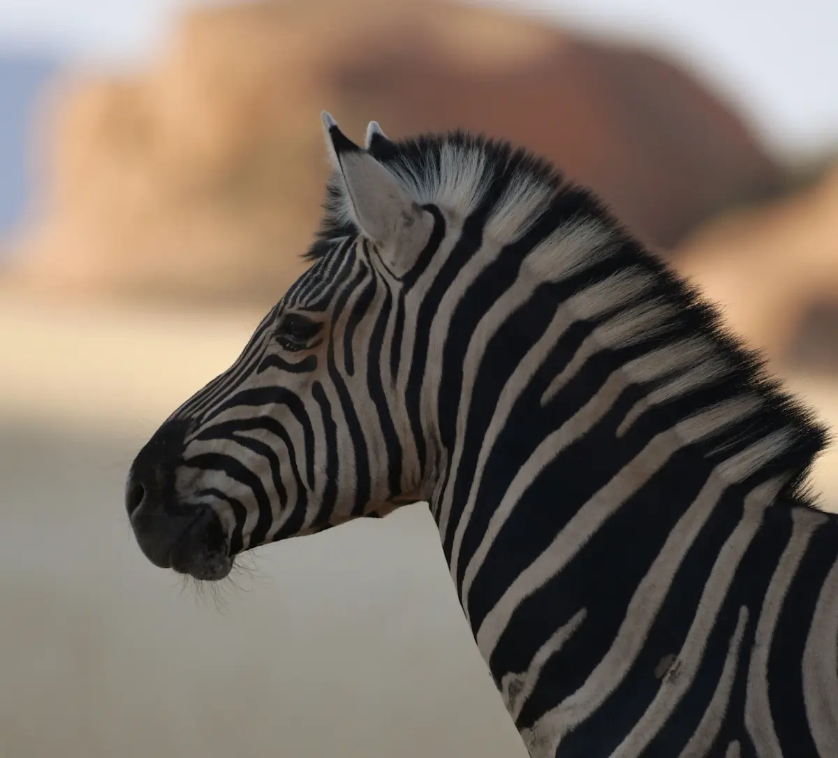 Een zebra in Spitzkoppe Namibi&euml;
