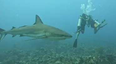 Durf jij met haaien te duiken in Belize?