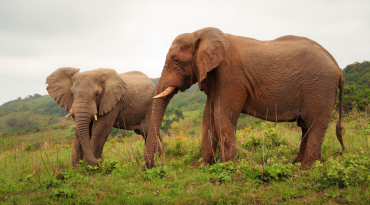 Ga op 2-daagse safari in een van de grootste natuurparken van Zuid-Afrika