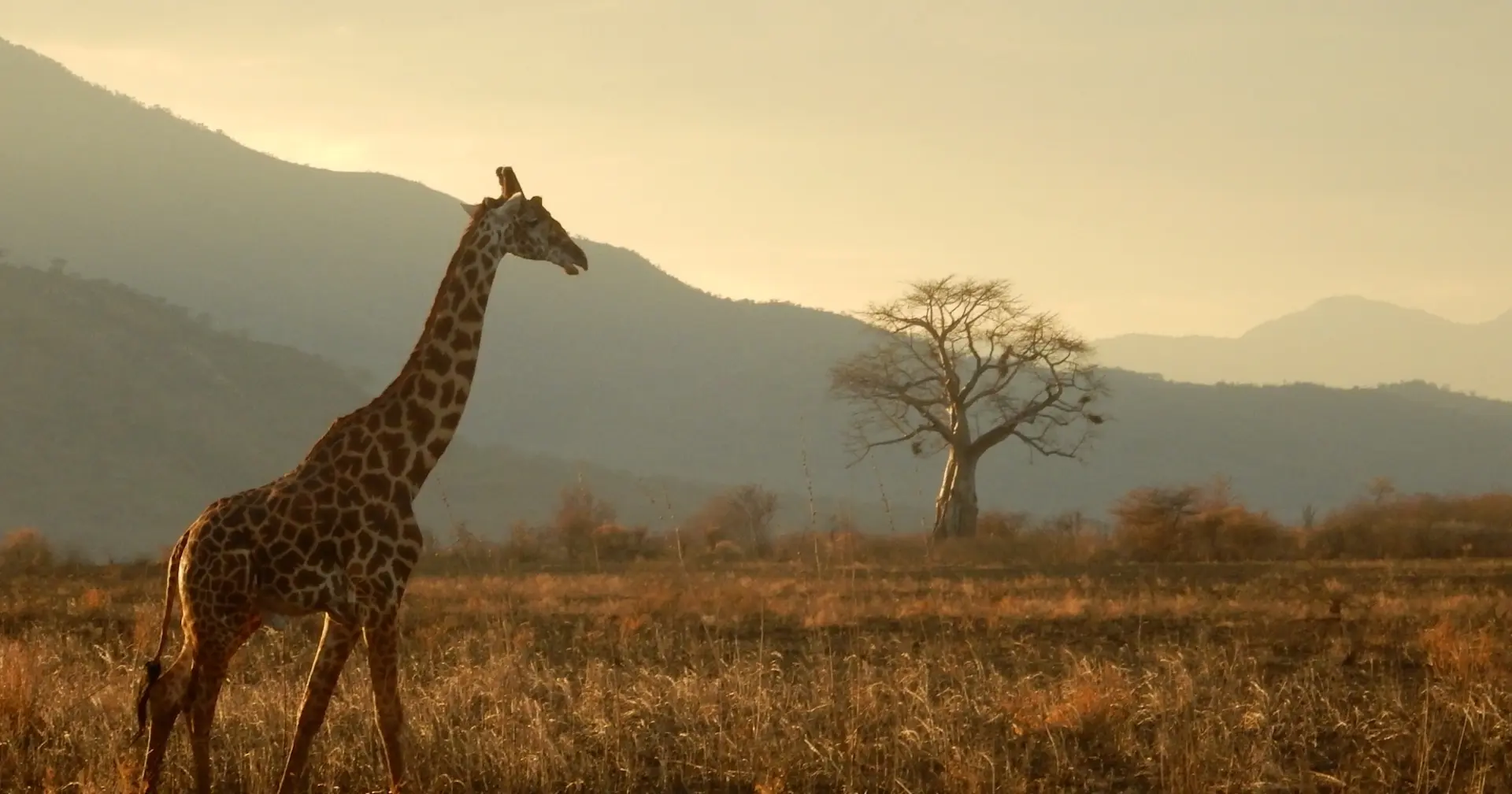 banner afbeelding over Groepsreis Tanzania