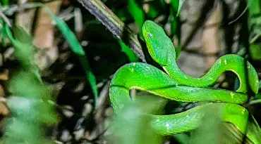 Spot de meest kleurrijke reptielen en zoogdieren in de jungle