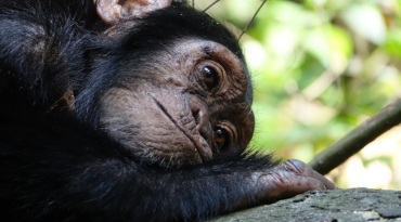 Sta oog in oog met chimpansees