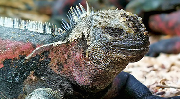 De meest merkwaardige fauna ter wereld op Galápagos