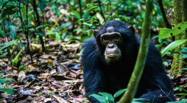 Chimpansee Trekking