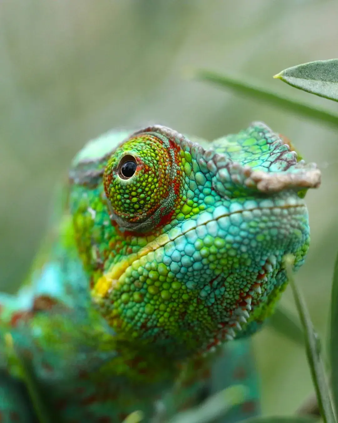 Een chameleon in Madagaskar