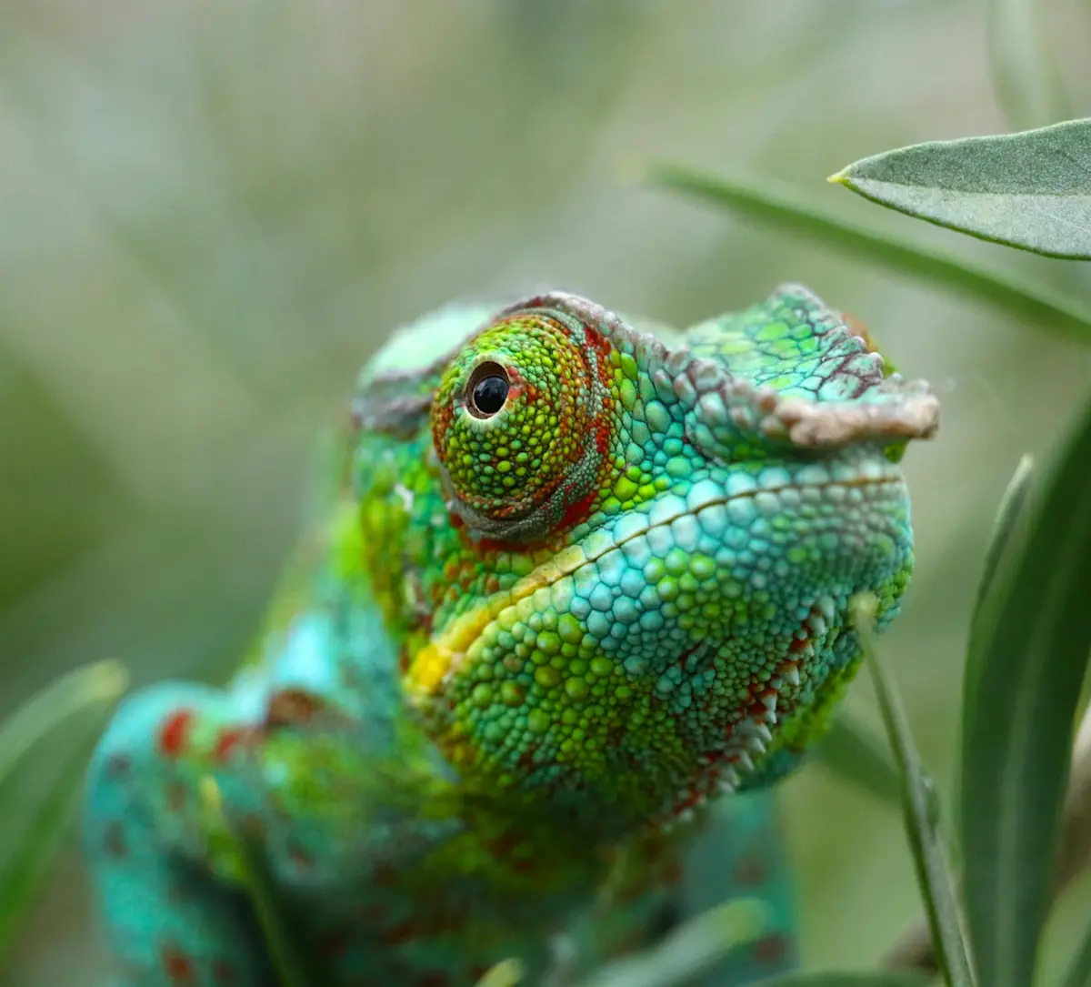Een chameleon in Madagaskar
