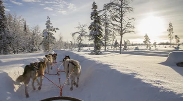 Op safari met fluffy husky's
