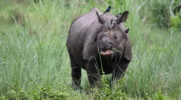 Safari op zoek naar wildlife in het Chitwan Nationaal Park