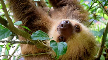 Ga op zoek naar wildlife in Tortuguero National Park