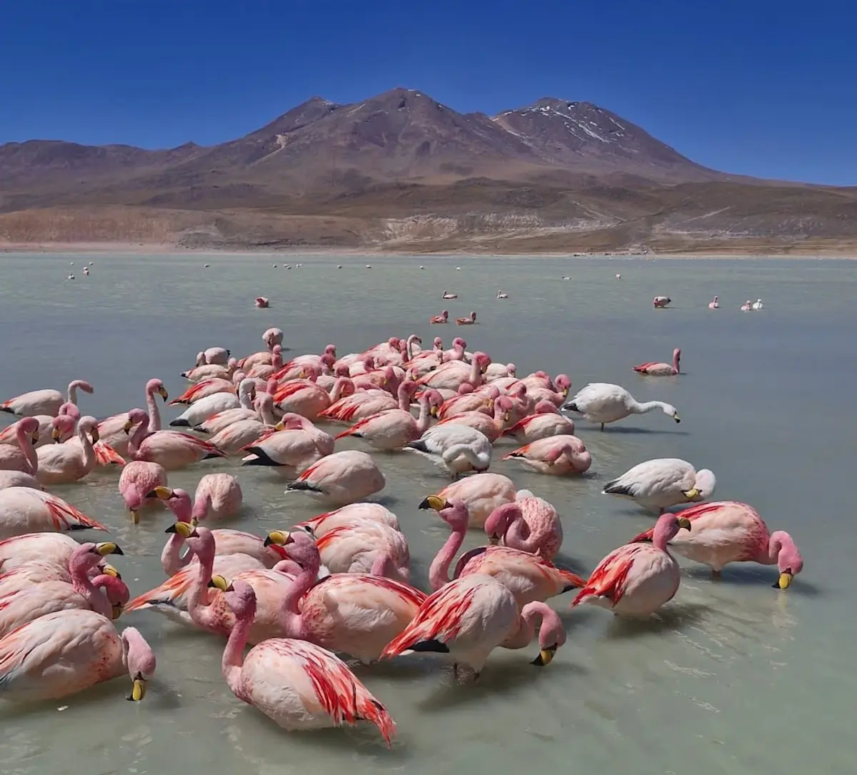 roze-flamingo-s-in-turquoise-zoutmeer &middot; peru-bolivia-chili-trip