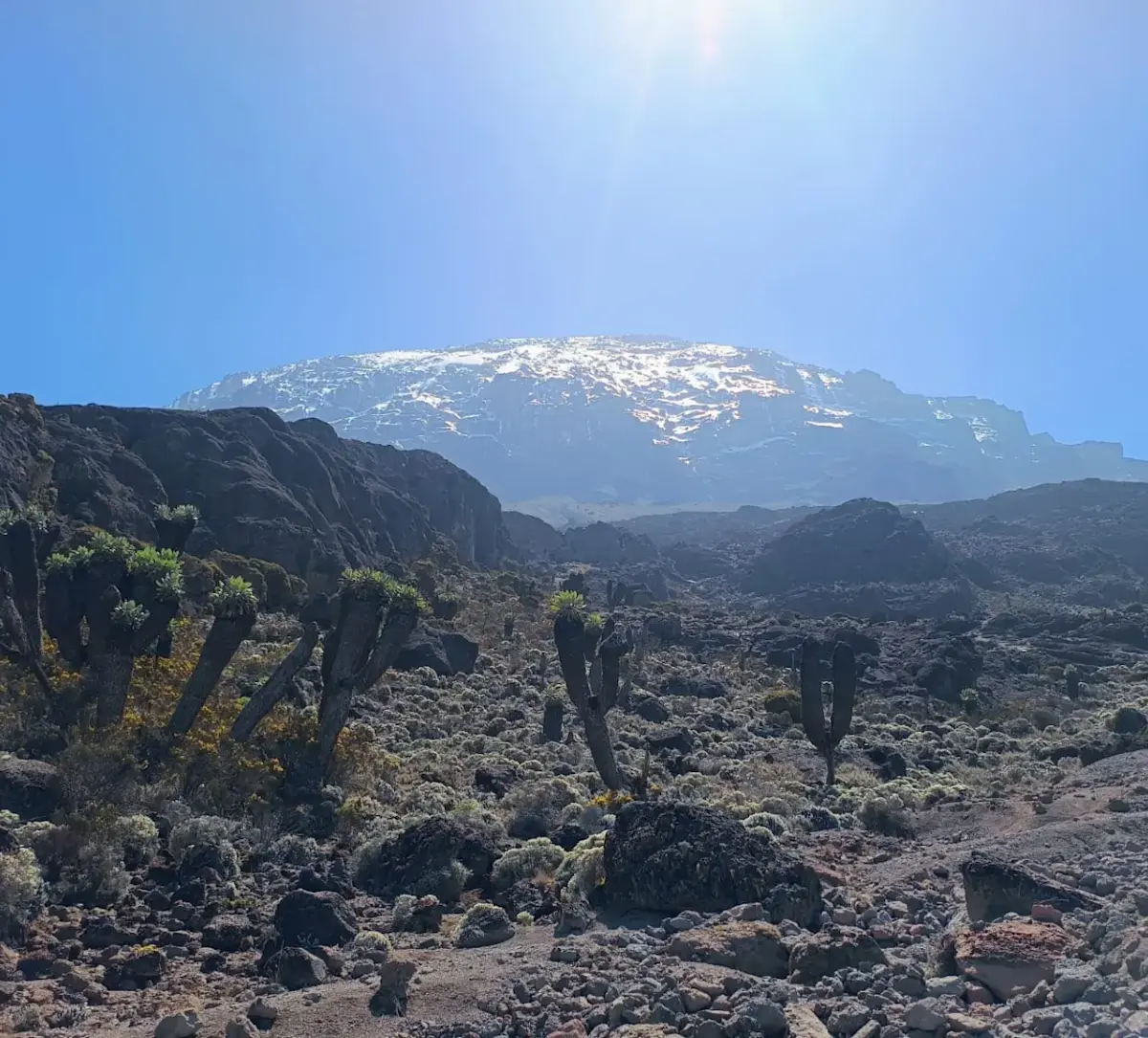 Een van de klimaatzones op de Kilimanjaro op de Lemosho route.