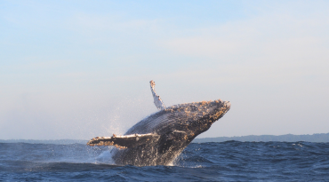 Spot walvissen, pinguïns, olifanten en nog zoveel meer wildlife