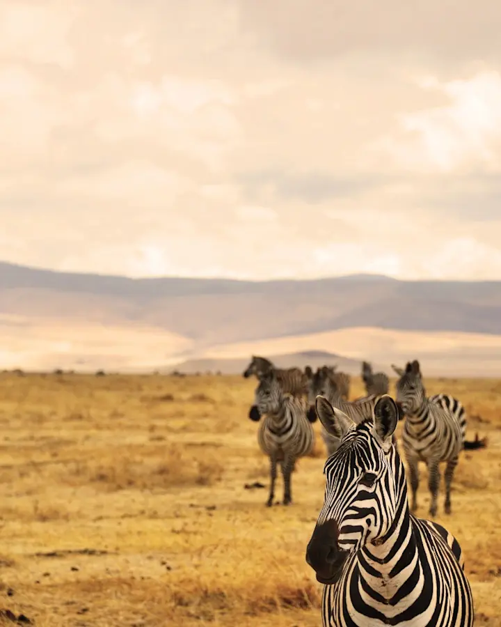 banner afbeelding over Groepsreis Tanzania