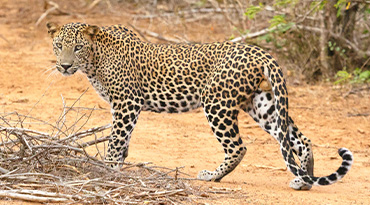 Ga op safari op zoek naar het luipaard in Yala National Park