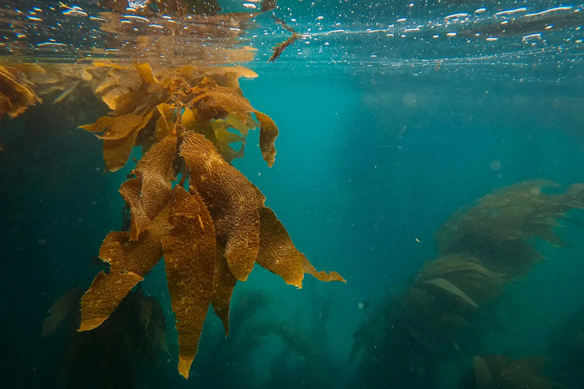 Duiken kelpwouden blogpost