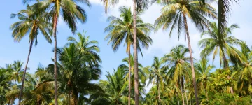 THA TripProgram Koh Tao