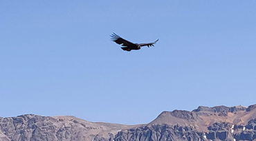 Machtige condors in Colca Canyon