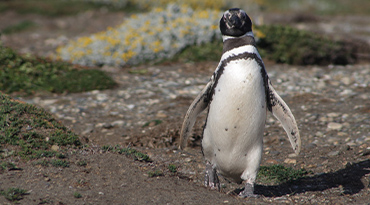 Maak kennis met pinguïns op Isla Martillo