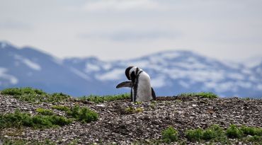 Maak kennis met pinguïns op Isla Martillo