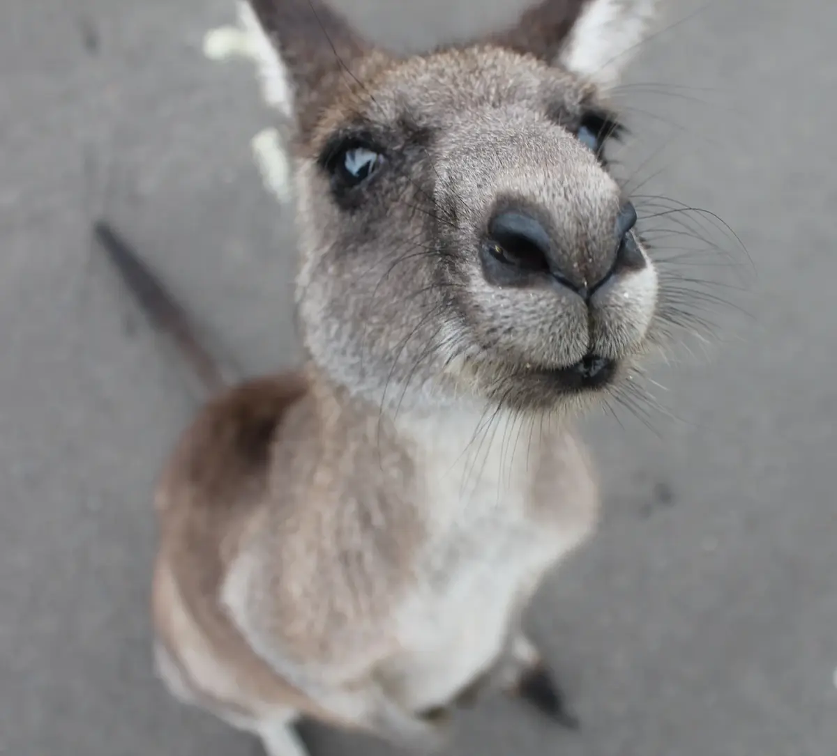 nieuwsgierige-kangoeroepop-kijkt-in-camera &middot; amazing-australia