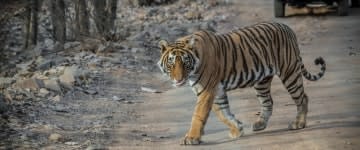 RAJ Programma 5.Ranthambore 1A