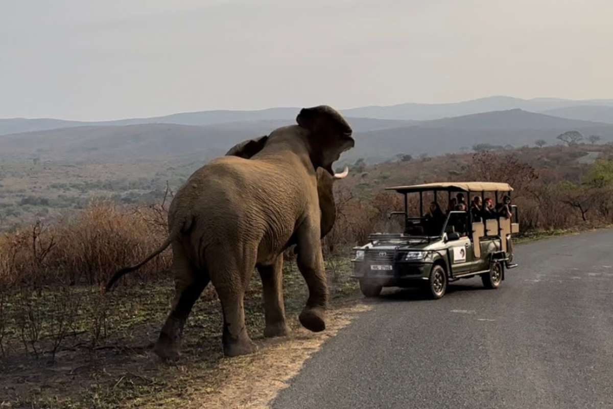 safari zuid-afrika olifanten