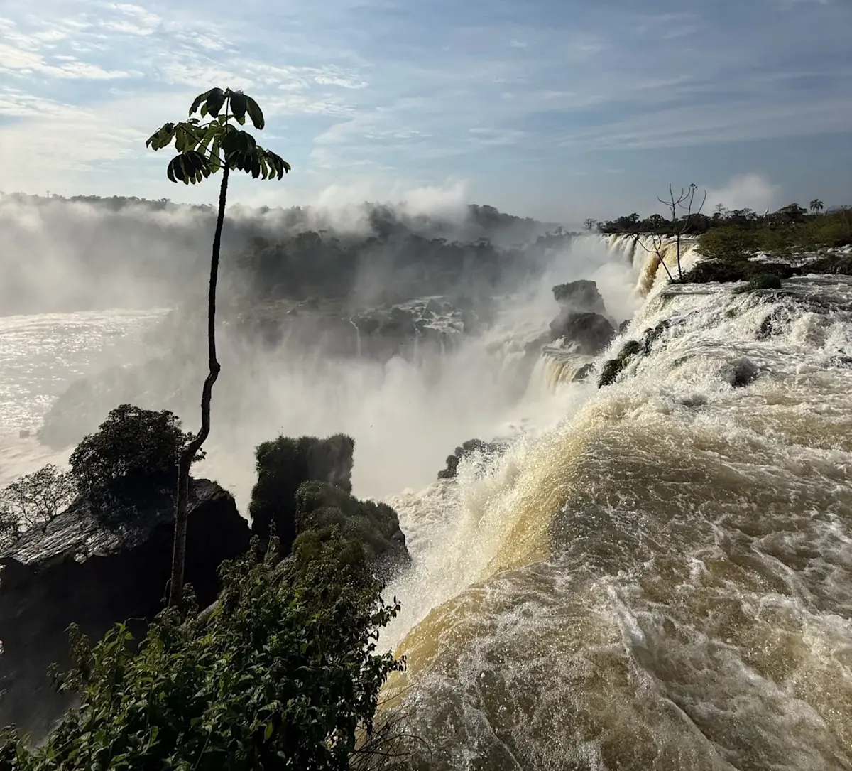 palm-op-rotsrand-bij-watervallen &middot; tropical-brazil