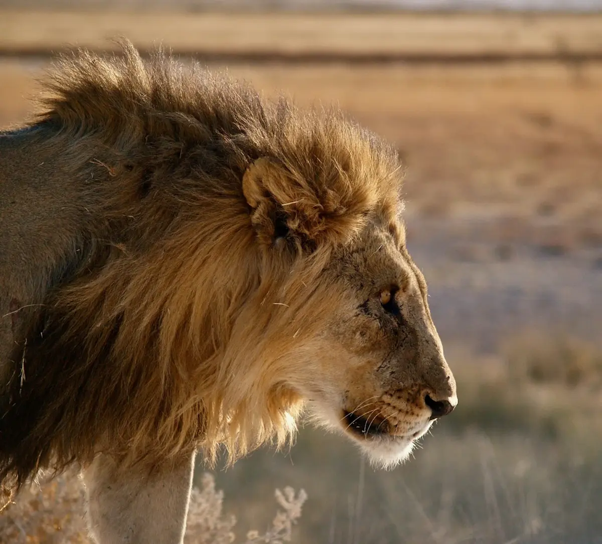 Leeuw in Etosha Namibi&euml;