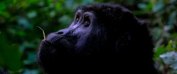 UGA TripProgram Gorilla