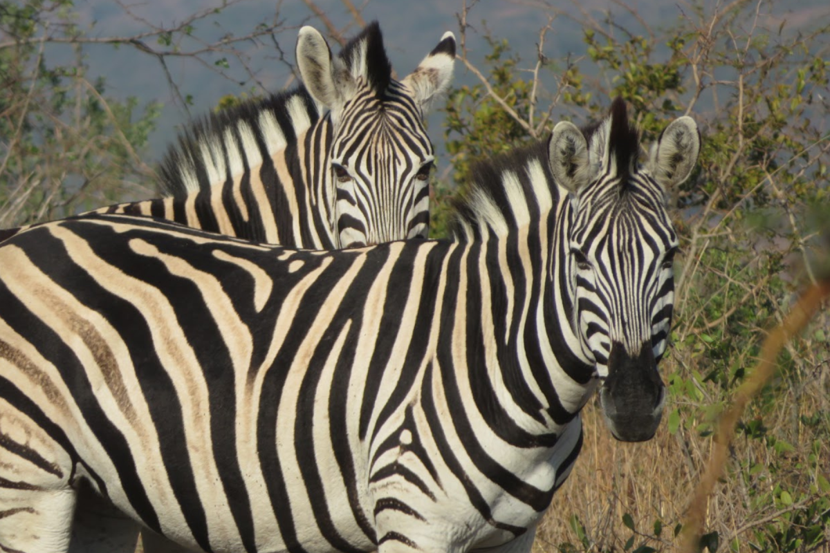 safari zebras