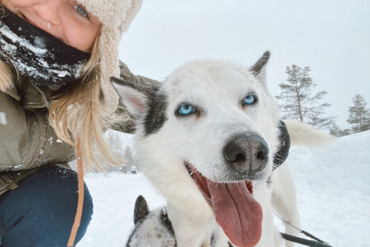 Groepsreis Lapland Husky
