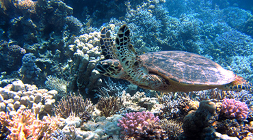 Duiken of snorkelen in de superheldere Rode Zee