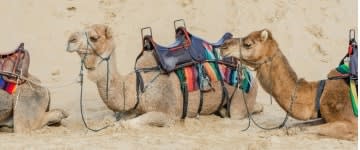 Programma Raj India 3.Pushkar 1B