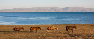 KYR Bestemming Song Kol