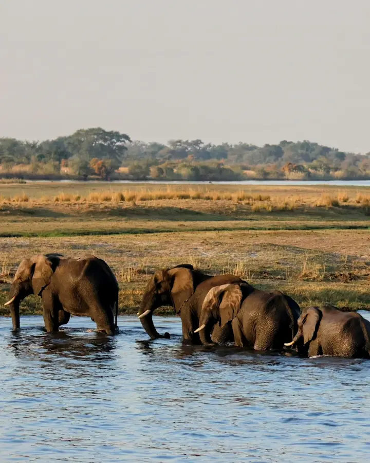 banner afbeelding over Groepsreis Botswana